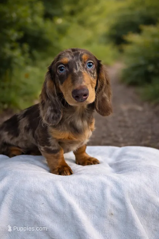 Chocolate dapple male – Miniature Dachshund puppy for sale in Lecanto, FL