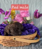 Chocolate male, a male Labrador Retriever for sale in Lecanto, FL – Photo 1 of 2