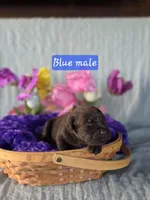 Chocolate male, a male Labrador Retriever for sale in Lecanto, FL – Photo 2 of 2