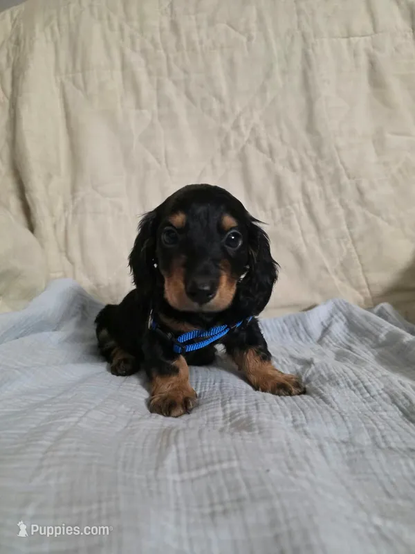 Black and tan long hair male – Miniature Dachshund puppy for sale in Lecanto, FL