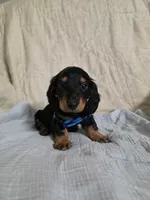 Black and tan long hair male, a male Miniature Dachshund for sale in Lecanto, FL – 1 of 1