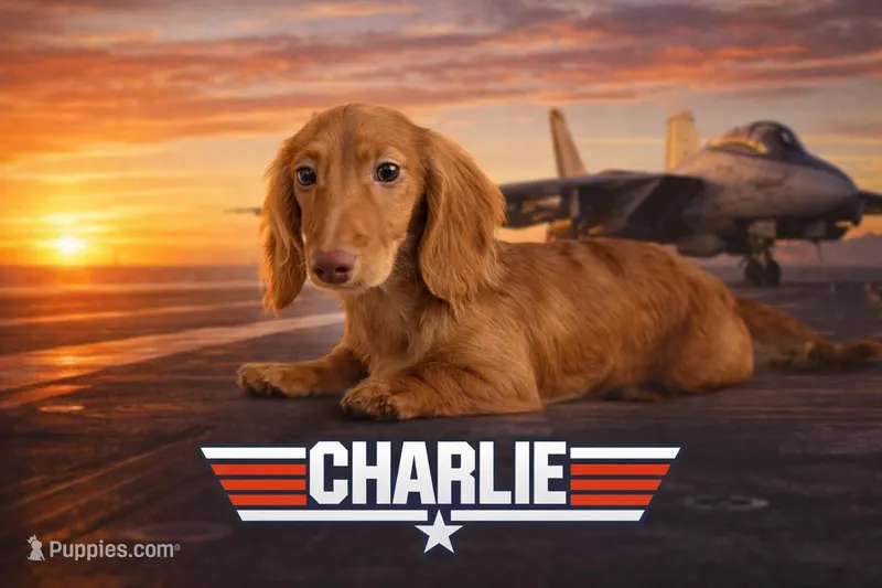 Charlie – Miniature Dachshund puppy for sale in Lecanto, FL