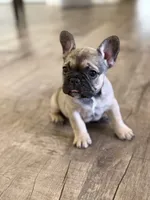 Puppy one , a female French Bulldog for sale in Maricopa, AZ – 1 of 2