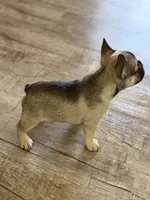 Puppy one , a female French Bulldog for sale in Maricopa, AZ – 2 of 2