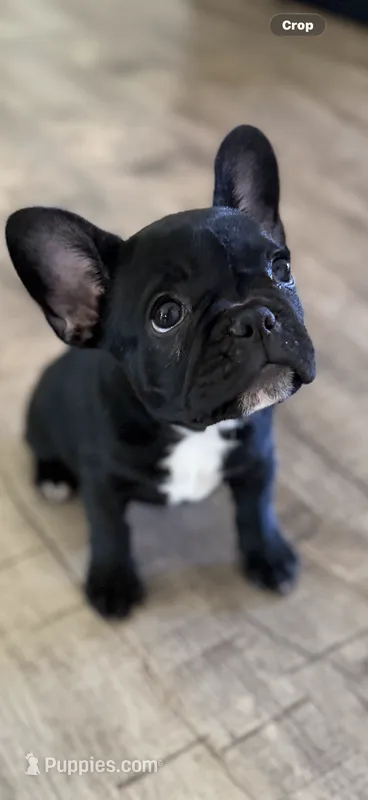 Black Puppy – French Bulldog puppy for sale in Maricopa, AZ