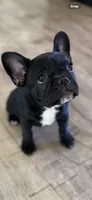 Black Puppy, a female French Bulldog for sale in Maricopa, AZ – 1 of 2