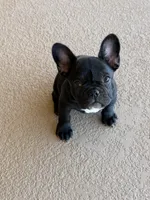 Black Puppy, a female French Bulldog for sale in Maricopa, AZ – 2 of 2