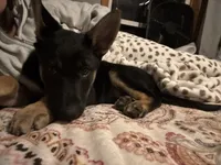 Bear, a male German Shepherd Dog for sale in Boone, IA – 2 of 2