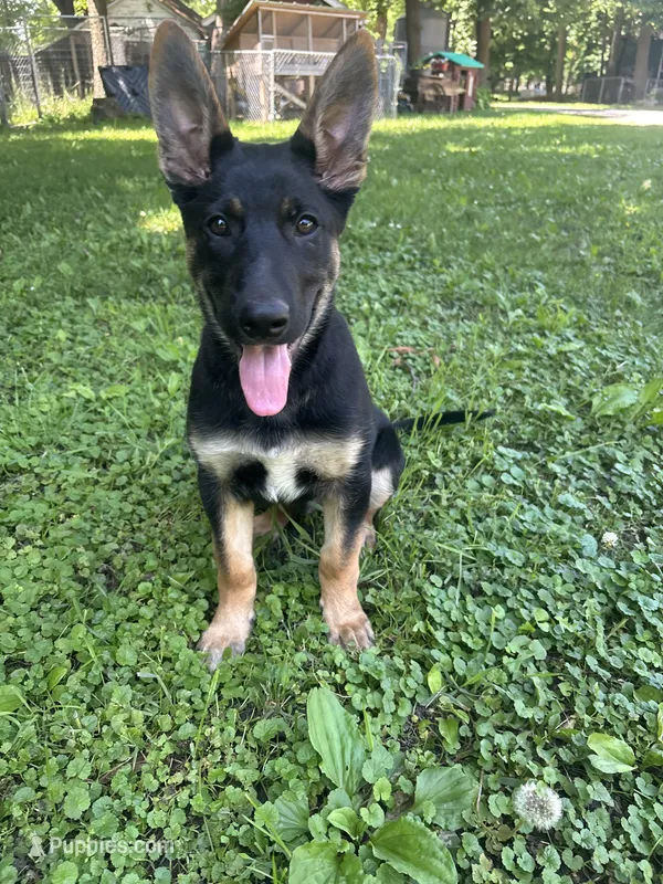 Bear – German Shepherd Dog puppy for sale in Boone, IA