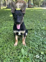 Bear, a male German Shepherd Dog for sale in Boone, IA – 1 of 2