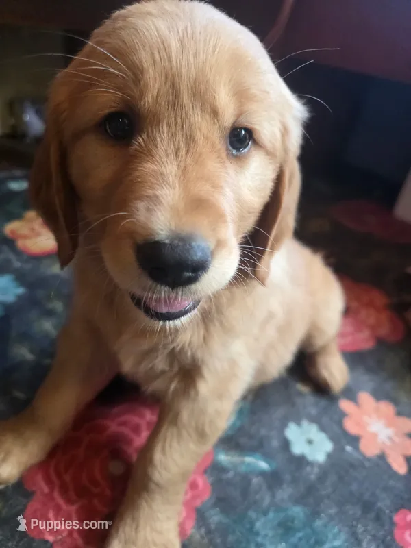 Scarlette – Golden Retriever puppy for sale in Fort Ripley, MN