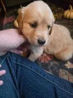 Amber, a female Golden Retriever for sale in Fort Ripley, MN – 2 of 9