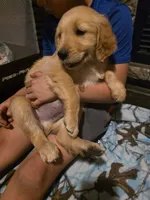 Tator Tot, a male Golden Retriever for sale in Fort Ripley, MN – 3 of 6