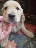 Barley, a male Golden Retriever for sale in Fort Ripley, MN – 4 of 9