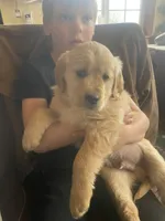 Shadow, a male Golden Retriever for sale in Fort Ripley, MN – Photo 2 of 8