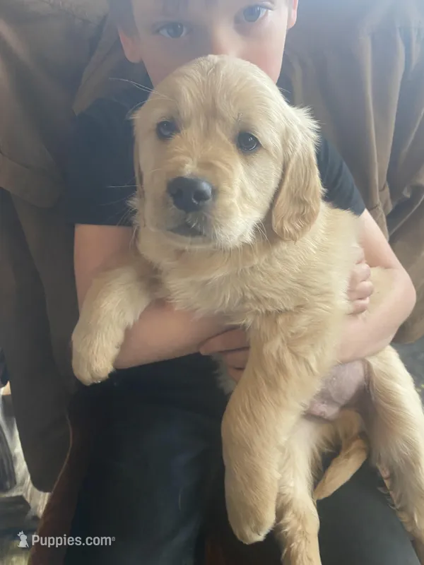 Shadow – Golden Retriever puppy for sale in Fort Ripley, MN
