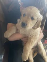 Shadow, a male Golden Retriever for sale in Fort Ripley, MN – Photo 6 of 8