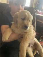 Shadow, a male Golden Retriever for sale in Fort Ripley, MN – Photo 4 of 8