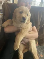 Shadow, a male Golden Retriever for sale in Fort Ripley, MN – Photo 5 of 8