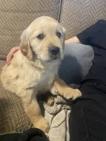 Shadow, a male Golden Retriever for sale in Fort Ripley, MN – Photo 7 of 8