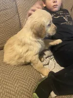 Shadow, a male Golden Retriever for sale in Fort Ripley, MN – Photo 8 of 8