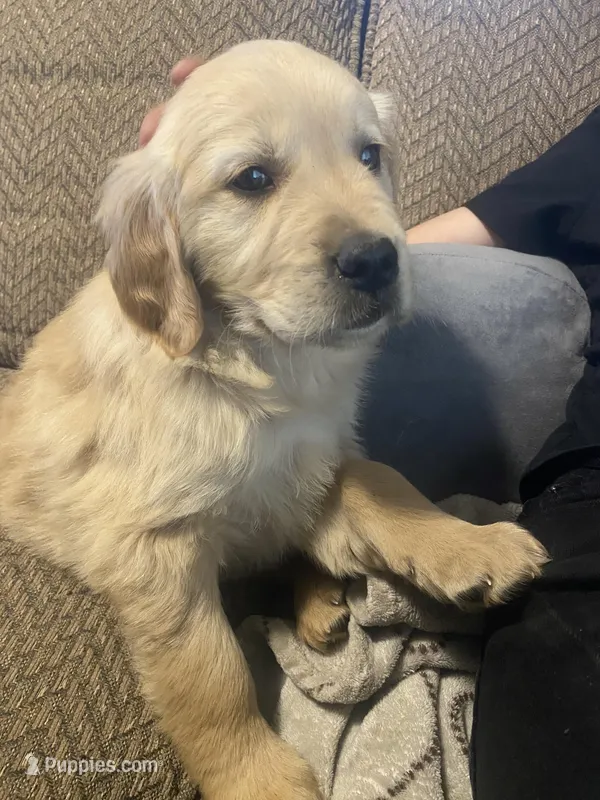 Shadow – Golden Retriever puppy for sale in Fort Ripley, MN