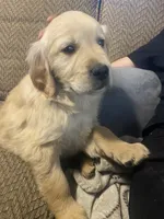 Shadow, a male Golden Retriever for sale in Fort Ripley, MN – Photo 1 of 8