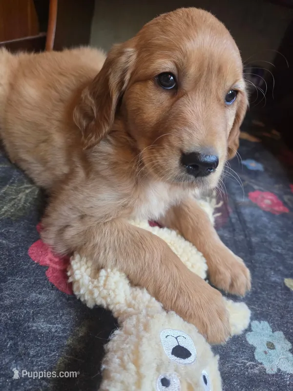 Pumpkin – Golden Retriever puppy for sale in Fort Ripley, MN