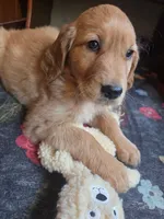 Pumpkin, a female Golden Retriever for sale in Fort Ripley, MN – 1 of 8