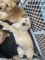 Chance, a male Golden Retriever for sale in Fort Ripley, MN – Photo 8 of 9