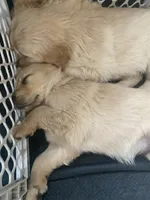 Chance, a male Golden Retriever for sale in Fort Ripley, MN – Photo 9 of 9