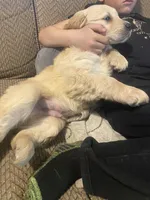 Chance, a male Golden Retriever for sale in Fort Ripley, MN – Photo 5 of 9