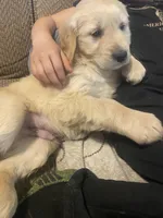 Chance, a male Golden Retriever for sale in Fort Ripley, MN – Photo 3 of 9