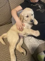 Chance, a male Golden Retriever for sale in Fort Ripley, MN – Photo 4 of 9