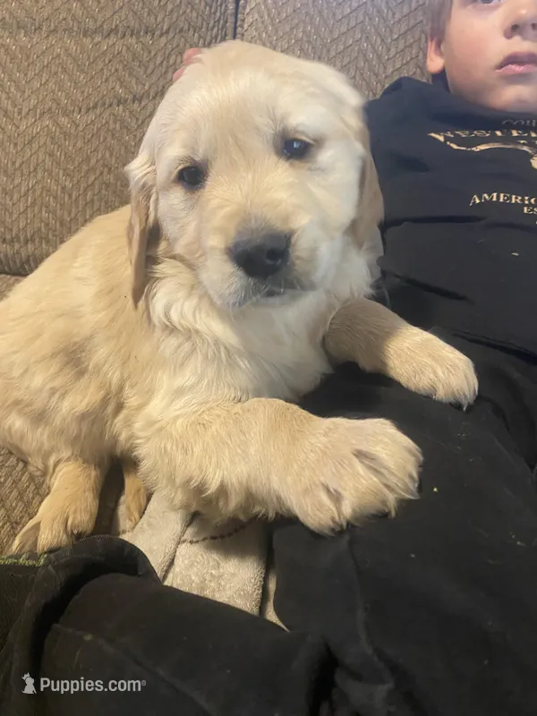 Chance – Golden Retriever puppy on hold in Fort Ripley, MN