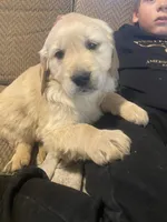 Chance, a male Golden Retriever for sale in Fort Ripley, MN – Photo 1 of 9