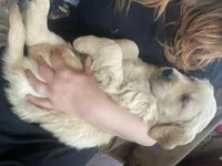 Chance, a male Golden Retriever for sale in Fort Ripley, MN – Photo 2 of 9