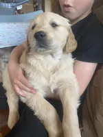 Chance, a male Golden Retriever for sale in Fort Ripley, MN – Photo 6 of 9