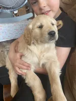 Chance, a male Golden Retriever for sale in Fort Ripley, MN – Photo 7 of 9