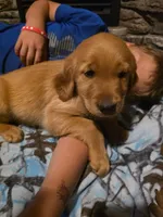McDonald, a male Golden Retriever for sale in Fort Ripley, MN – 7 of 7