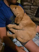 Nugget, a male Golden Retriever for sale in Fort Ripley, MN – 3 of 6