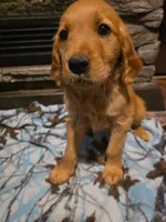 Cola, a female Golden Retriever for sale in Fort Ripley, MN – 7 of 7