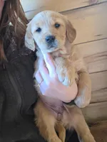 Paisley , a female Golden Retriever for sale in Fort Ripley, MN – Photo 7 of 7