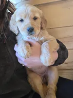 Paisley , a female Golden Retriever for sale in Fort Ripley, MN – Photo 3 of 7