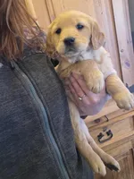 Paisley , a female Golden Retriever for sale in Fort Ripley, MN – Photo 6 of 7