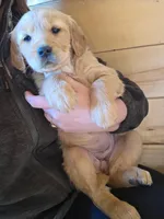 Paisley , a female Golden Retriever for sale in Fort Ripley, MN – Photo 2 of 7