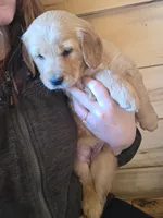 Paisley , a female Golden Retriever for sale in Fort Ripley, MN – Photo 5 of 7