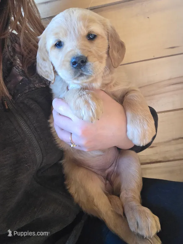 Paisley  – Golden Retriever puppy on hold in Fort Ripley, MN