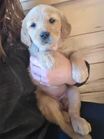 Paisley , a female Golden Retriever for sale in Fort Ripley, MN – Photo 1 of 7