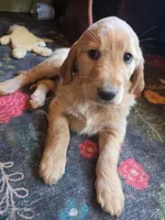 Hazel, a female Golden Retriever for sale in Fort Ripley, MN – 4 of 7